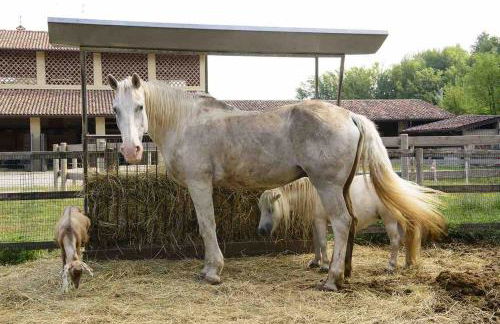 Agriturismo Brusignone - Foto 9