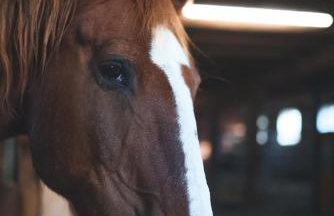 Landurlaub mit neugierigen Blicken in den Pferdestall, eingezäuntem Garten, Kamin und Sauna - Foto 38