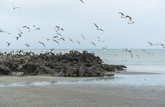 Nice Holiday Home in Westende-bad With Sauna and Pingpong - Photo 36