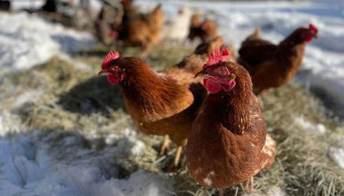 Ferienwohnung "Beim Henser" - Photo 2