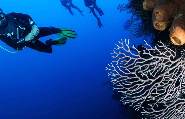 Buceo en Nusa Lembongan - Foto 1