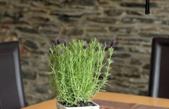 Uitzicht op de Moezel in Urzig - Foto 13