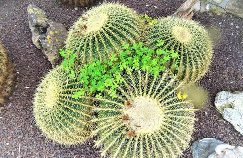 Villa with private pool and tennis court 150 metres from the sea-Villa el Olivo - Photo 74