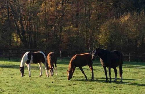 Etzauer Mühle im Taunus, Mensch-Zeit-Pferd - Foto 10