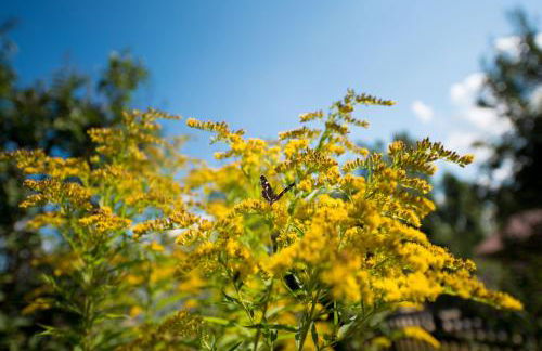 Ferienhaus Schmiedehof - Foto 33