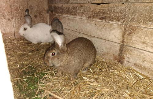 Fewo Gerti - Foto 26