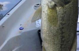 Bucks County Home Farm Philadelphia Dog Friendly - Foto 61