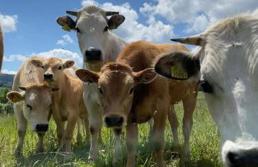 Pastelova Krova - domki w Bieszczadach - Foto 12