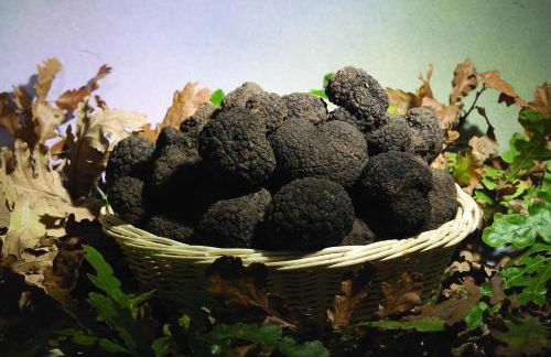 Cottoni Natural Space - Foto 36