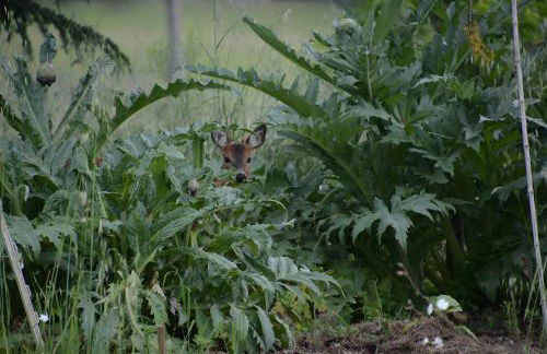 Le Galet du Chant du Buc - Foto 15