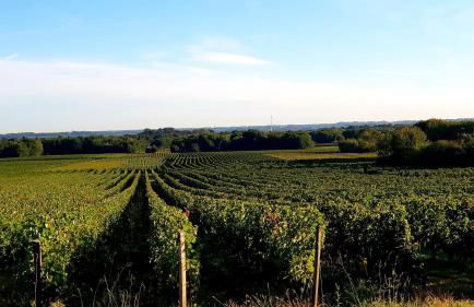 Bienvenue à Bordeaux! - Foto 27