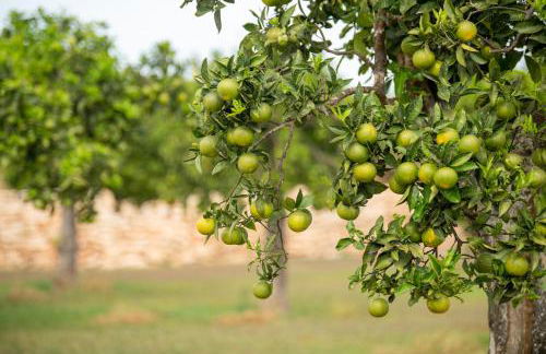 Agroturismo Safragell Ibiza Suites & Spa - Foto 19