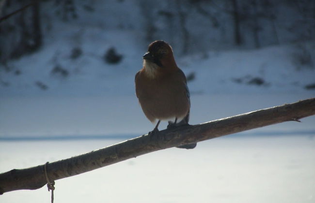 The Sanfurano - Foto 67