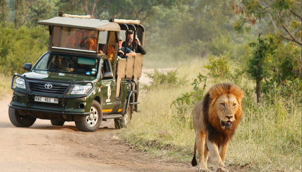 Observando a un león durante el safari por el Parque Kruger