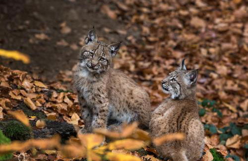 Ferienwohnung Brunner - Foto 12