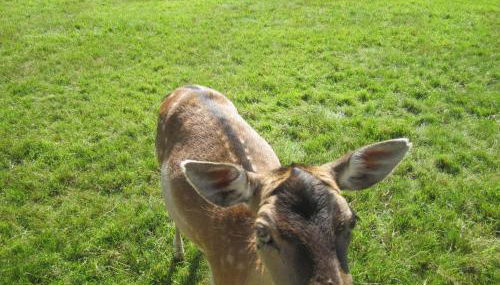 Haus Alexander - Foto 5