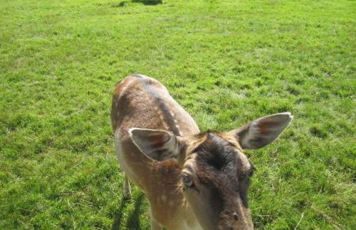 Haus Alexander - Foto 5