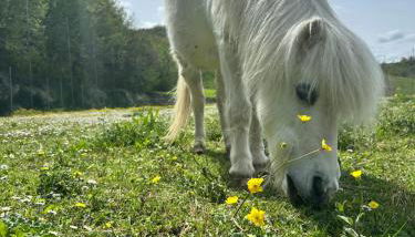 Agriturismo La Vita è Bella - Foto 2
