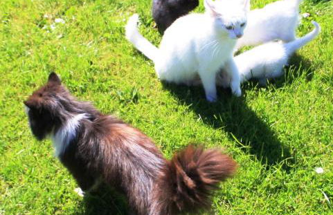 Ferienhof Reimers - Foto 16