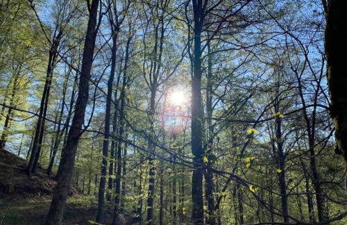 Ferienhaus in Medebach nahe Skigebiet - Foto 34