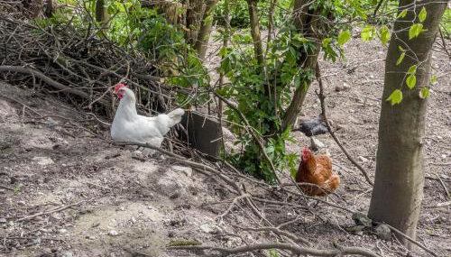 Ferienwohnung Lang - Photo 3