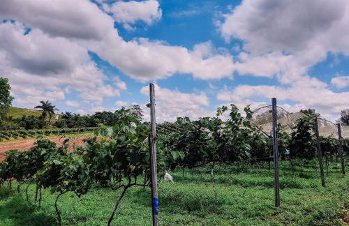 Recanto das Videiras - Casa em Vinícola - Foto 118