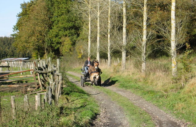 Chalet & Gypsy Caravan in Green & Peaceful Environment near Houffalize - Foto 40