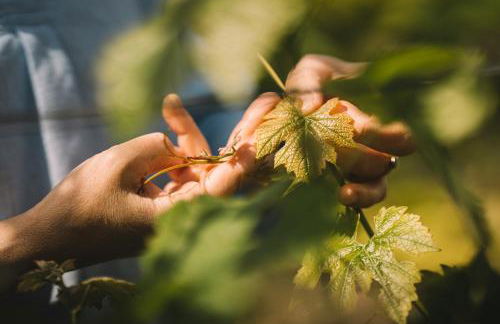 Weingut Petershof - Foto 25