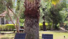 Villa Βianca in Sithonia - Foto 2, Garden, sunbed, Garden view