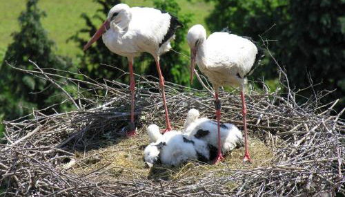Ferienwohnung Storchenblick - Foto 2