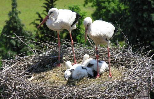 Ferienwohnung Storchenblick - Foto 2