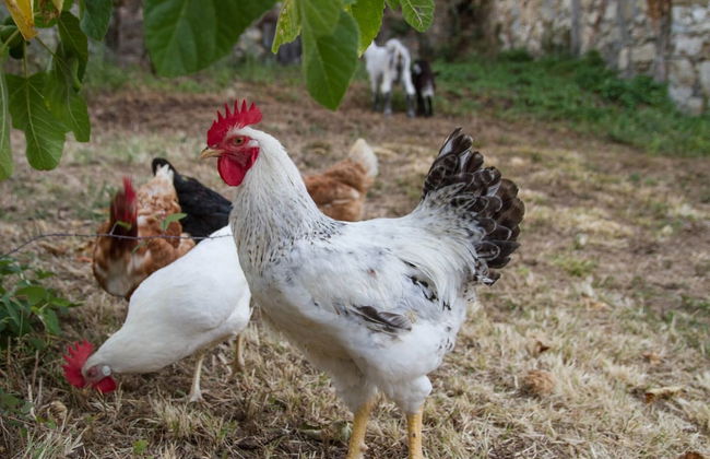 Podere Le Rote Private Farmhouse - Foto 20