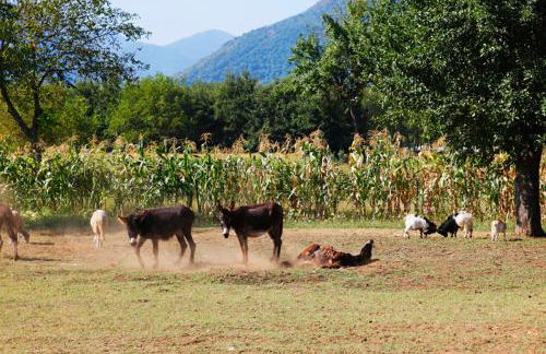 Azienda Agrituristica Pericle - Foto 53