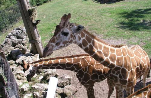 Enjoy The Salt Life Private Salt Pool Walk 2 Beach Relax in Jax - Foto 47
