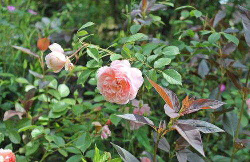 Maison Mille Fleurs - Foto 38