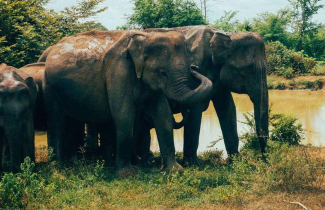 Escursione privata a Udawalawe - Foto 1