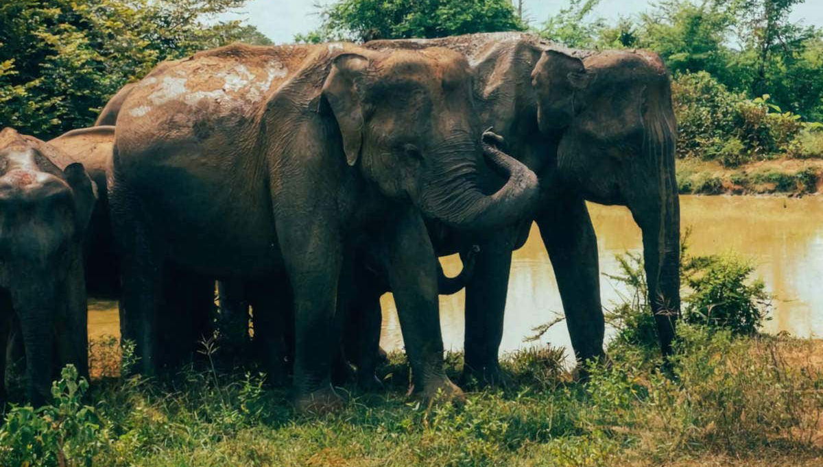 Elefanti a Ath Sewana