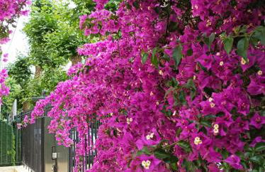 Le Salvator - Foto 24