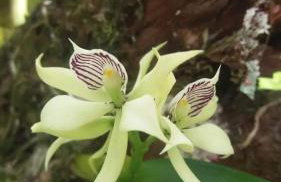 La Luciole Ecolodge - Foto 32