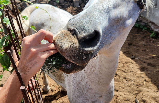 Casa Salvia - Rural Holiday Home - Foto 36