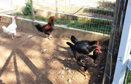 Pousada Recanto Primavera - Photo 29