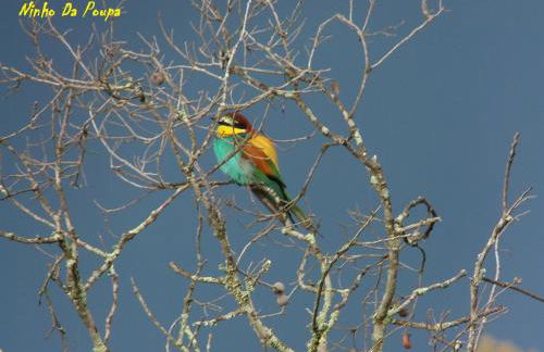 Ninho Da Poupa - Foto 32
