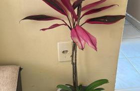 7 minutes from the beaches of São Vicente, come and see! - Foto 48