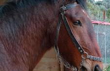 Venus cottage - Foto 6