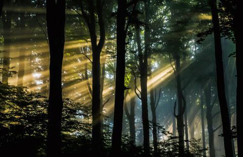 Siedlisko Przy Lesie Alpaka 3 - Foto 63