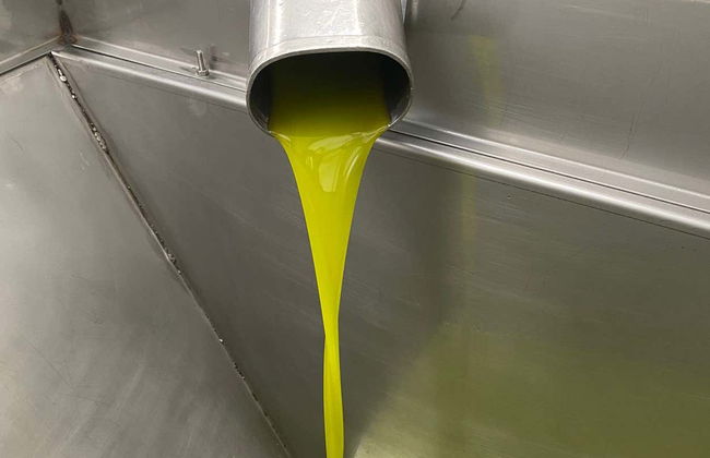 Herriza de La Lobilla Visit + Olive Oil Tasting - Foto 7