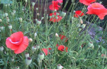 Rose Cottage - Foto 17