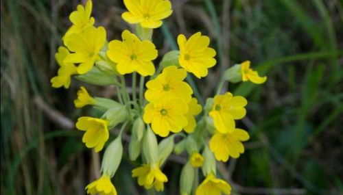 La Dobra de liebana - Foto 3