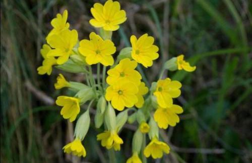 La Dobra de liebana - Foto 3