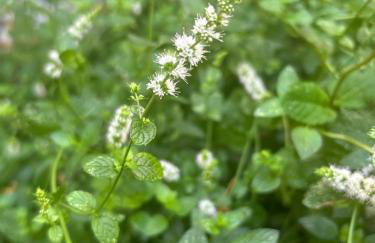 Hort de les Oronetes - Foto 25